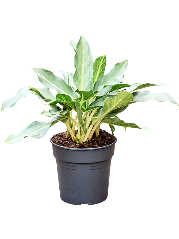 Aglaonema 'Ghost'