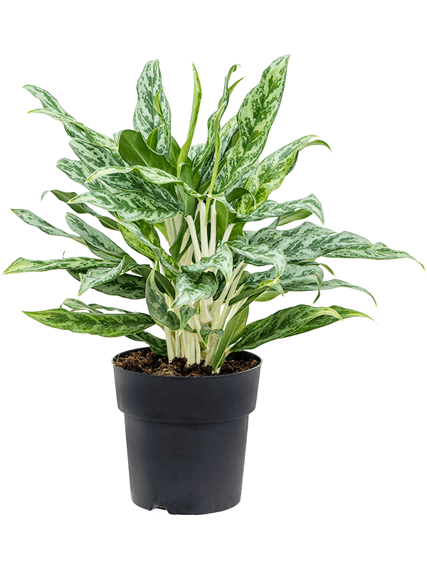 Aglaonema 'Greyhound'