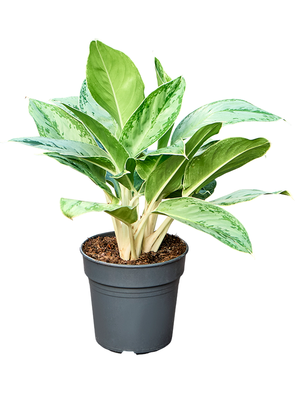 Aglaonema 'Horizon'