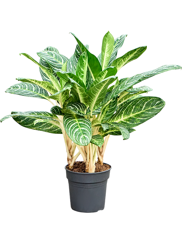 Aglaonema 'Key Lime'