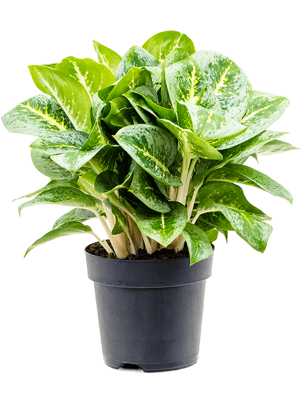 Aglaonema 'Lemon Mint'