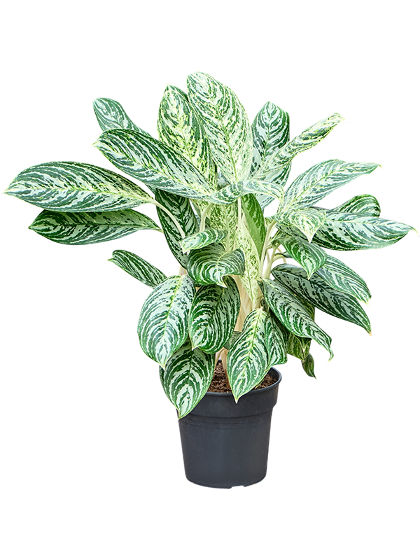 Aglaonema 'Madonna'