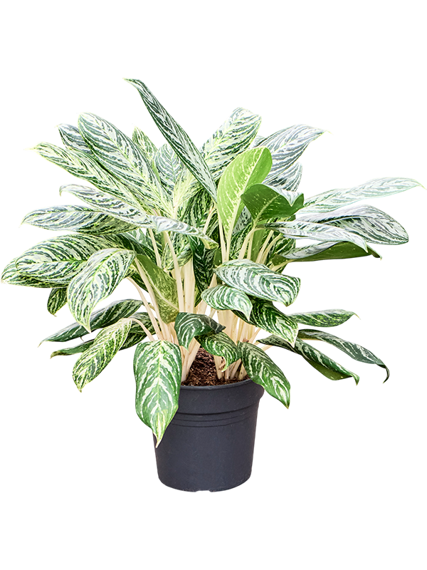 Aglaonema 'Madonna'
