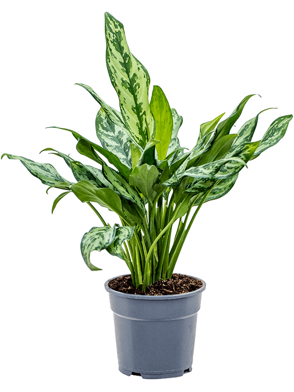Aglaonema 'Miss Julliette'