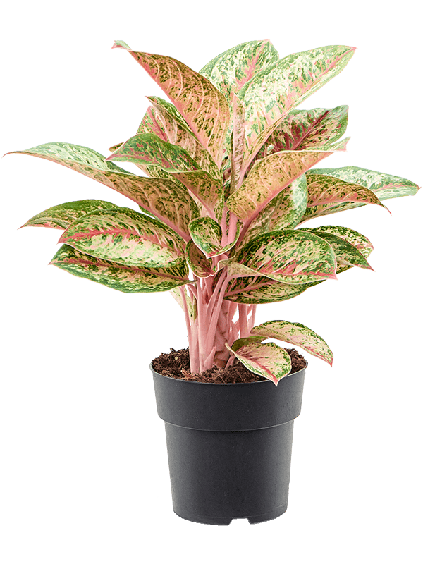 Aglaonema 'Painted Celebration'