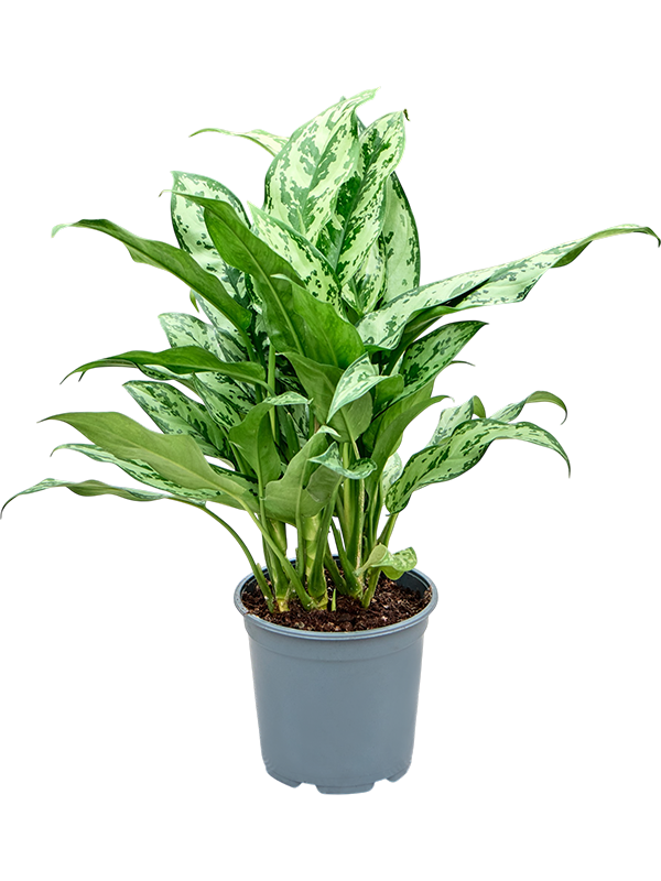 Aglaonema 'Romeo'