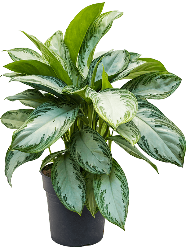 Aglaonema 'Silver Bay'