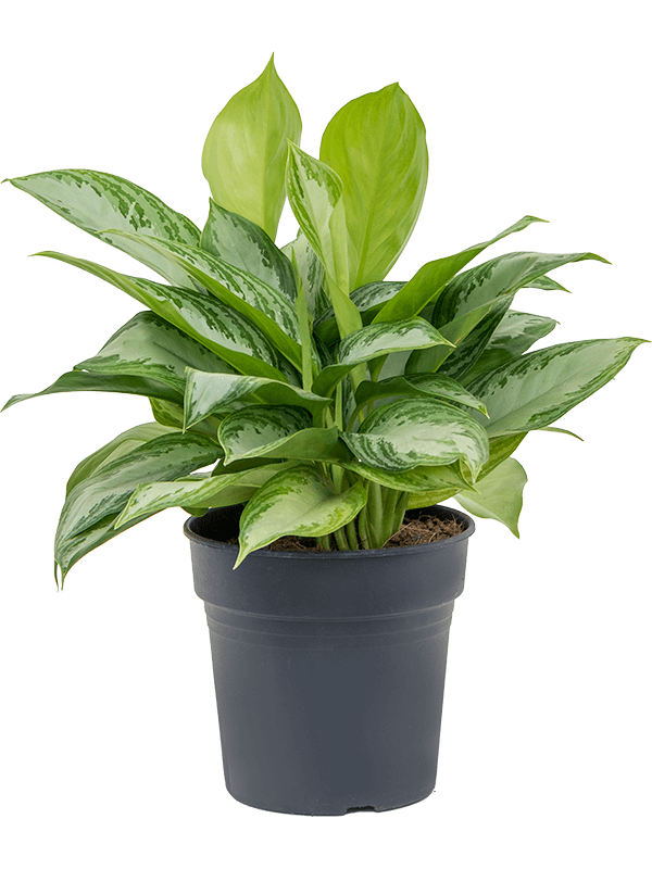 Aglaonema 'Silver Bay'
