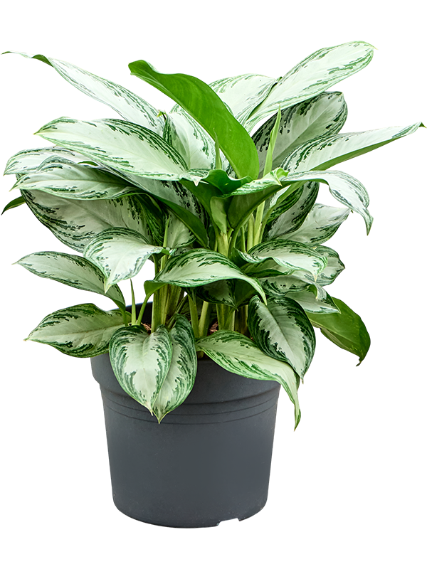 Aglaonema 'Silver Bay'