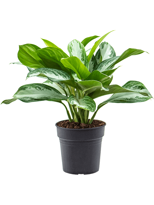 Aglaonema 'Silver Bay'