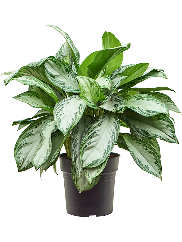 Aglaonema 'Silver Bay'