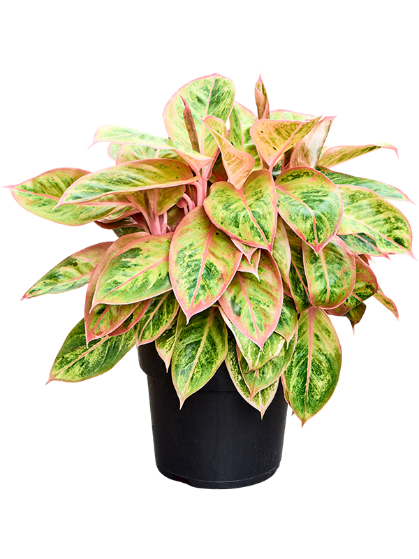 Aglaonema 'Salmon Fantasy'