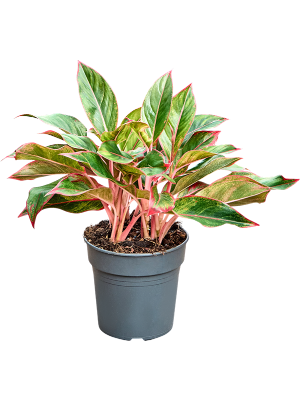 Aglaonema 'Siam Red'