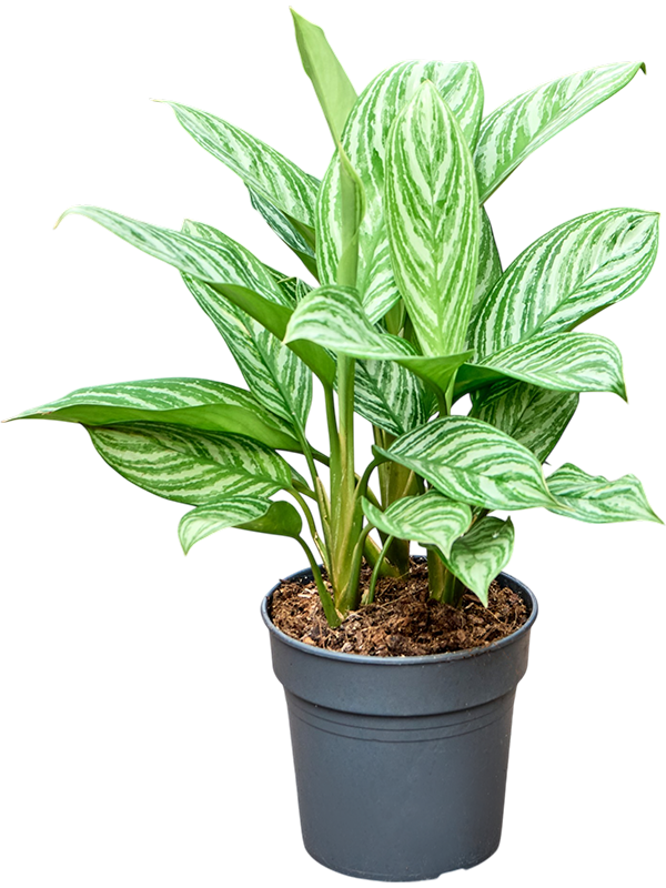 Aglaonema 'Stripes'