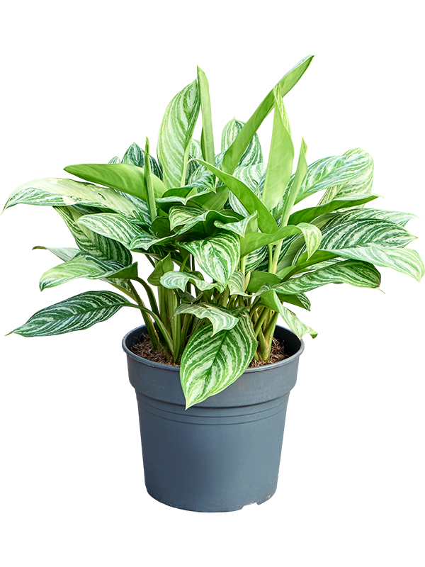 Aglaonema 'Stripes'