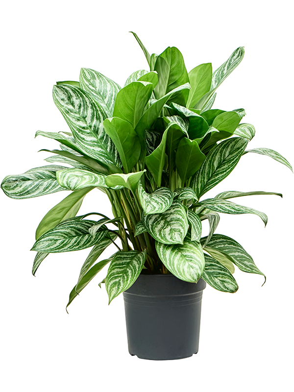 Aglaonema 'Stripes'