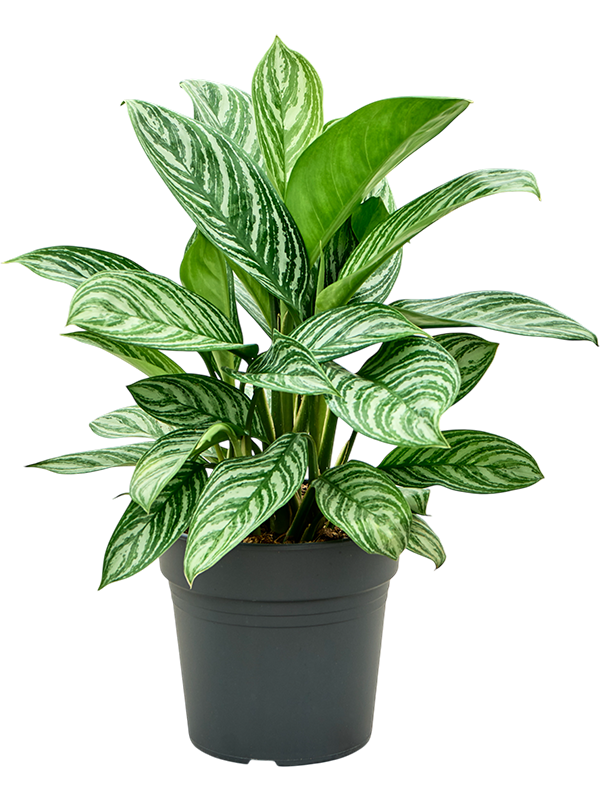 Aglaonema 'Stripes'