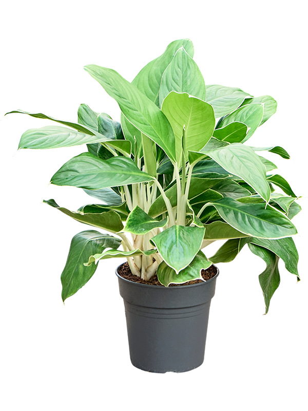 Aglaonema 'White Edge'