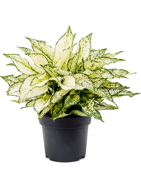 Aglaonema 'White Kiwi'