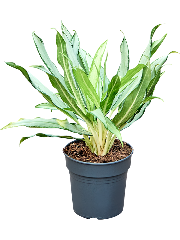 Aglaonema 'White Lance'