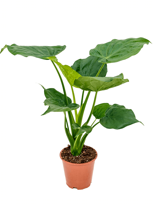Alocasia cucullata