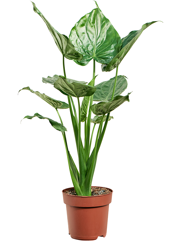 Alocasia cucullata