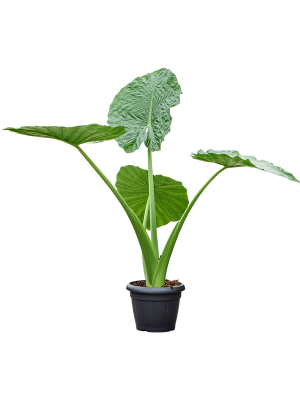Alocasia macrorrhiza