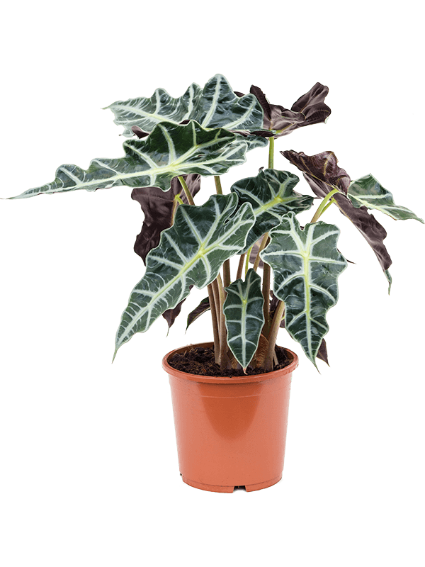 Alocasia 'Polly'