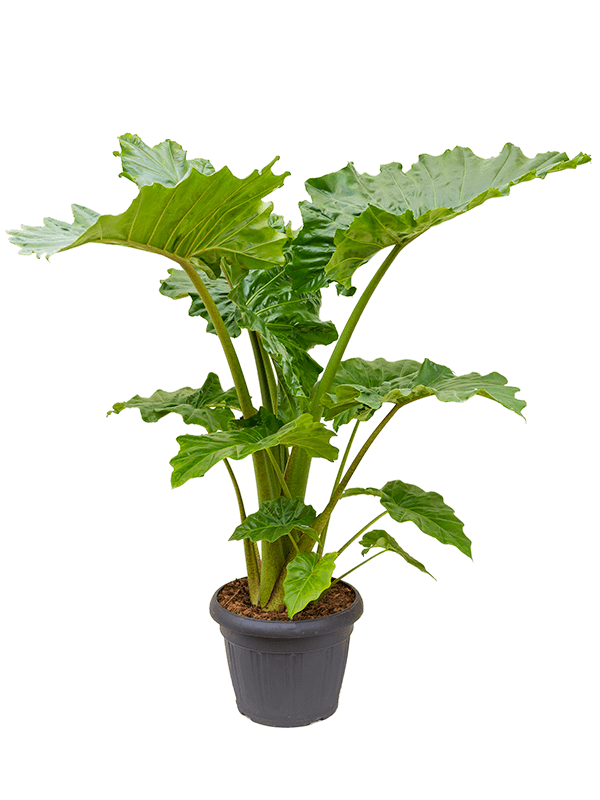 Alocasia 'Portodora'