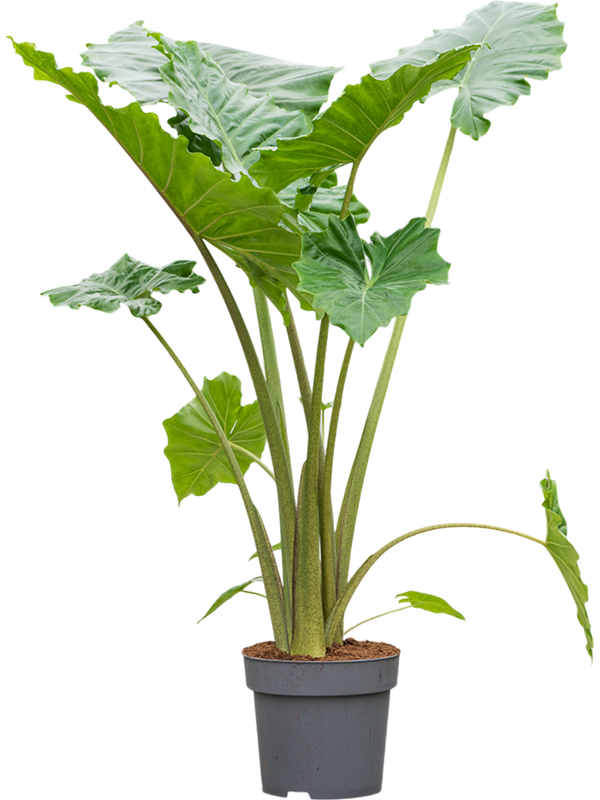 Alocasia 'Portodora'