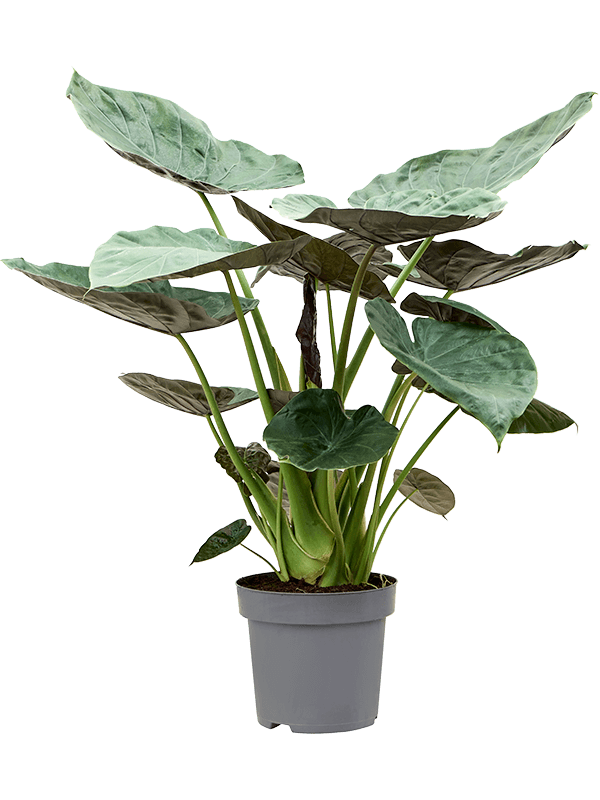 Alocasia Wentii