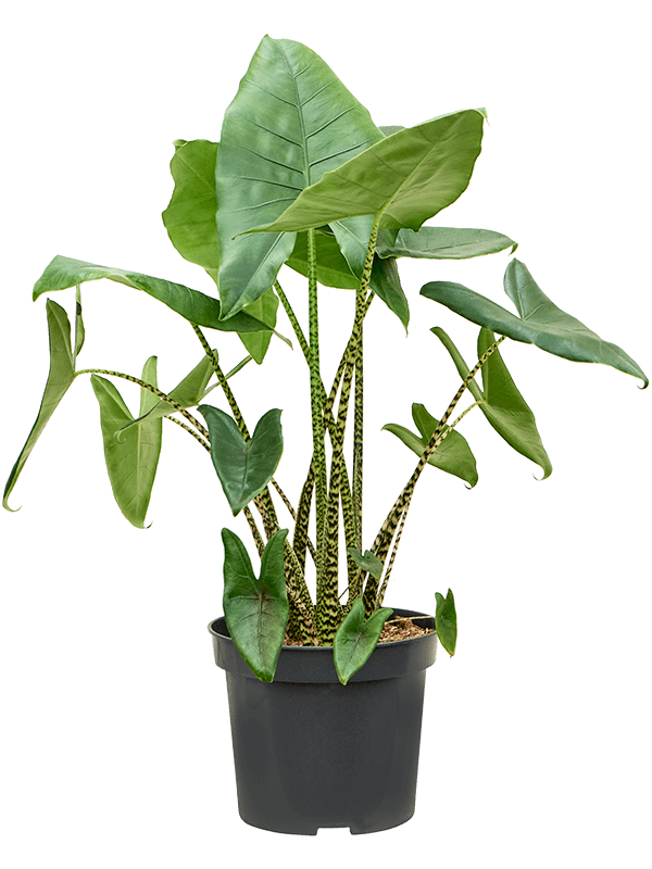Alocasia zebrina