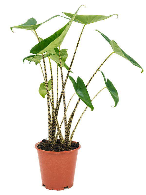 Alocasia zebrina