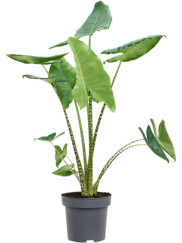 Alocasia zebrina
