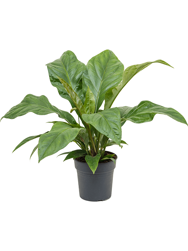 Anthurium ellipticum 'Jungle Bush'