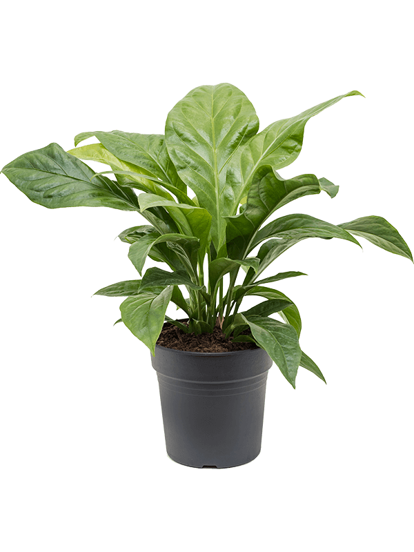 Anthurium ellipticum 'Jungle Bush'