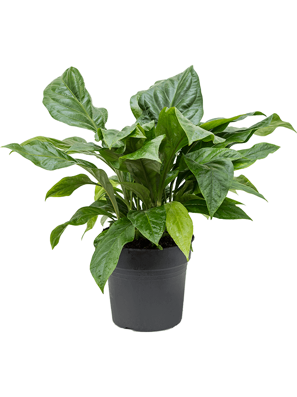 Anthurium ellipticum 'Jungle Bush'