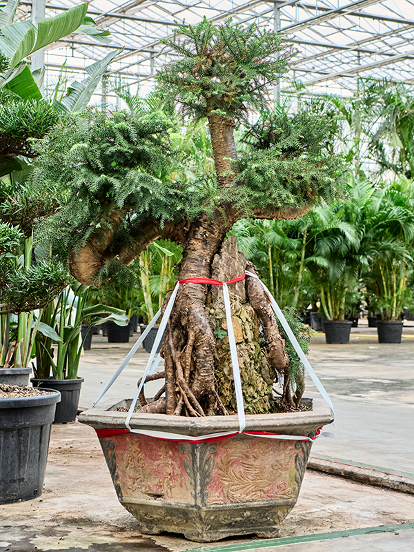 Araucaria bidwillii (175-200)
