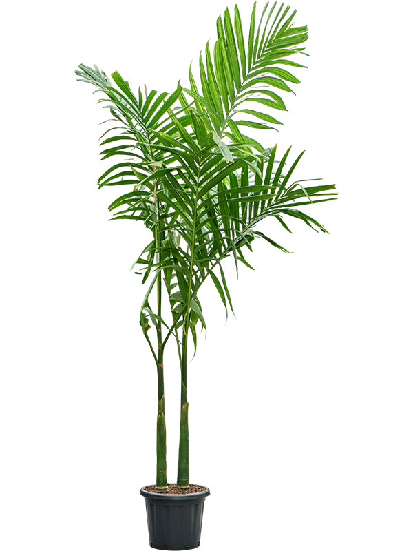 Areca catechu