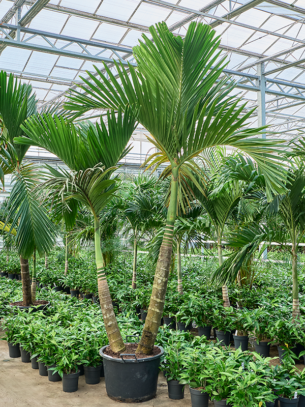 Areca catechu