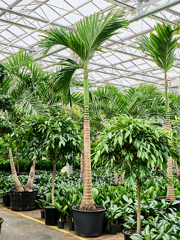 Areca catechu (400/450)