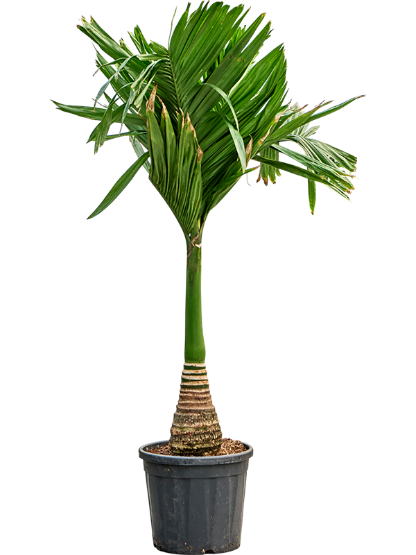 Areca catechu dwarf (150-170)