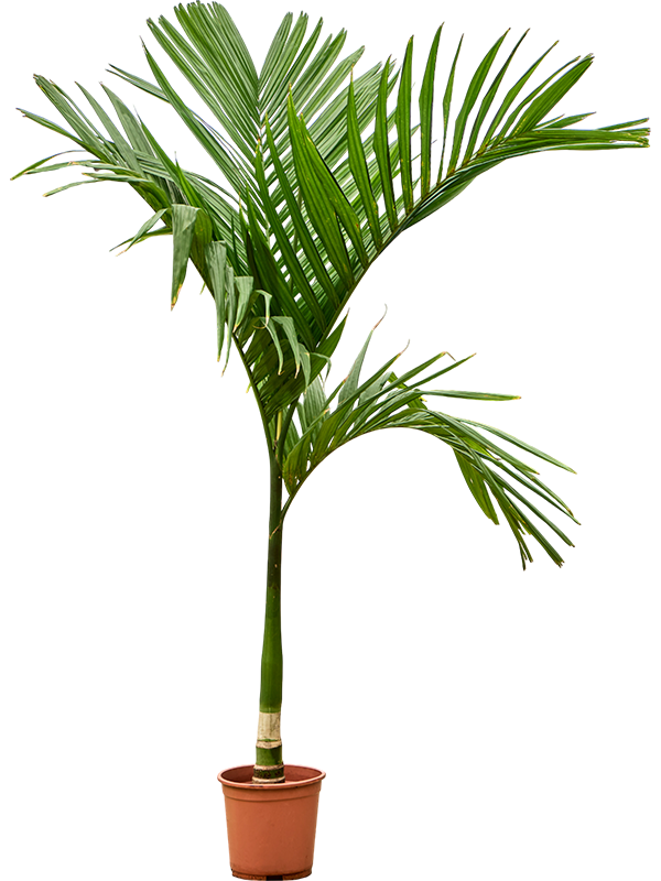 Areca catechu