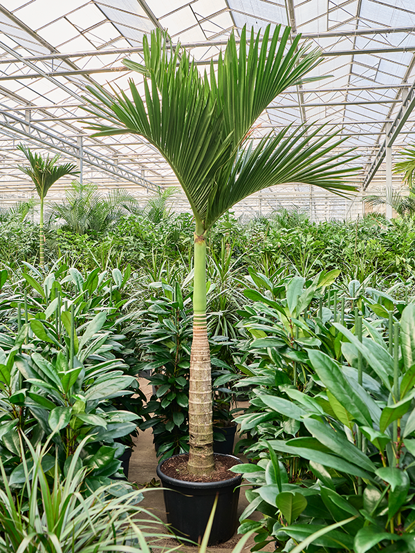 Areca catechu dwarf (320-350cm)