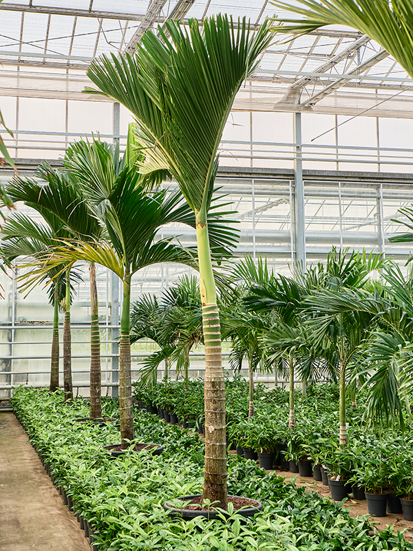 Areca catechu dwarf