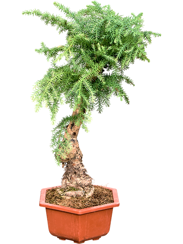 Araucaria cunninghamii
