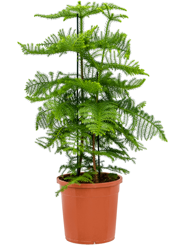 Araucaria heterophylla