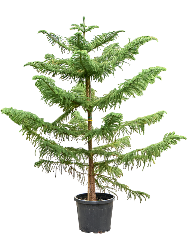 Araucaria heterophylla (250-300)