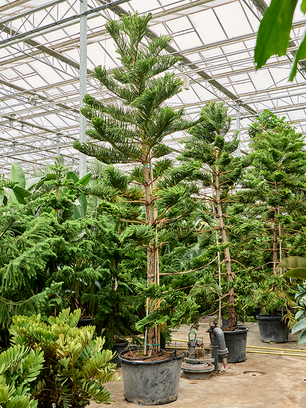 Araucaria heterophylla (350-450)