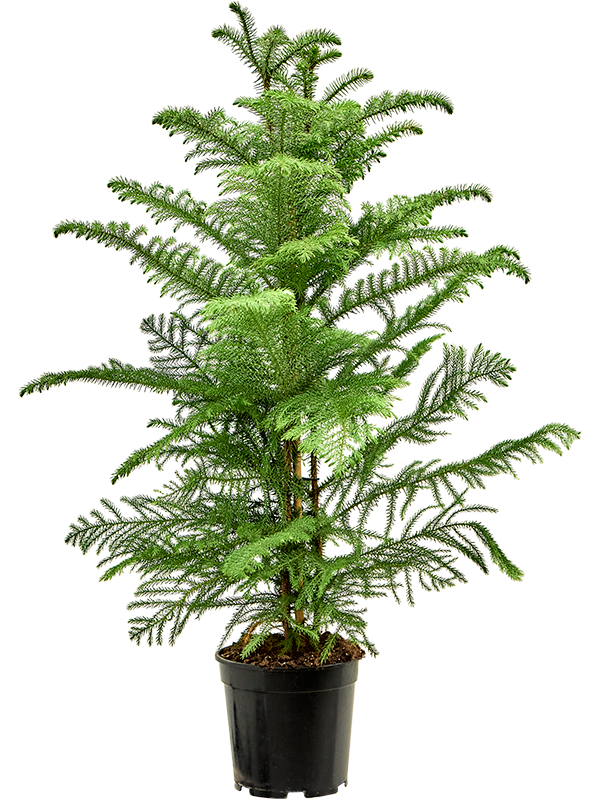Araucaria heterophylla (90-110)